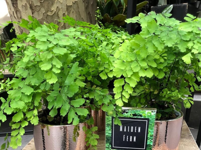 Maidenhair fern terrarium